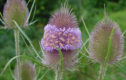 Štetka lesná (Dipsacus fullonum) Štetka lesná (Dipsacus fullonum)